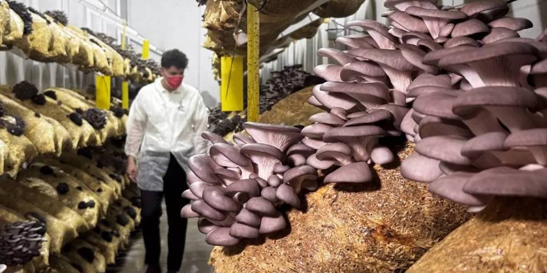 Genç girişimci üretiyor, 12 ay ürün alıyor: Zamanla ihracata geçmeyi hedefliyor 7